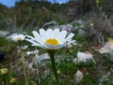 20. Cvjetić 1